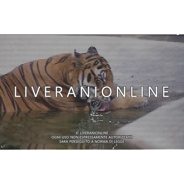 TIGRE-La tigre è un mammifero carnivoro della famiglia dei felidi. È il più grande dei cosiddetti "grandi felini" che costituiscono il genere Panthera. È un cosiddetto predatore alfa, ovvero si colloca all\'apice della catena alimentare, non avendo predatori in natura, a parte l\'uomo AG ALDO LIVERANI SAS
