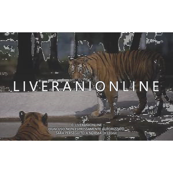 TIGRE-La tigre è un mammifero carnivoro della famiglia dei felidi. È il più grande dei cosiddetti "grandi felini" che costituiscono il genere Panthera. È un cosiddetto predatore alfa, ovvero si colloca all\'apice della catena alimentare, non avendo predatori in natura, a parte l\'uomo AG ALDO LIVERANI SAS