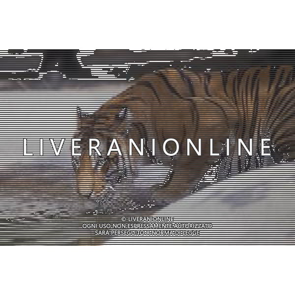 TIGRE-La tigre è un mammifero carnivoro della famiglia dei felidi. È il più grande dei cosiddetti "grandi felini" che costituiscono il genere Panthera. È un cosiddetto predatore alfa, ovvero si colloca all\'apice della catena alimentare, non avendo predatori in natura, a parte l\'uomo AG ALDO LIVERANI SAS