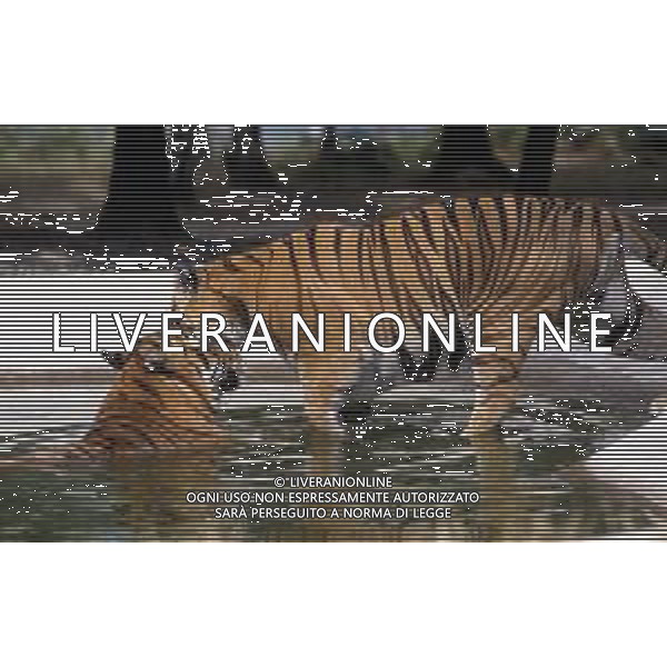 TIGRE-La tigre è un mammifero carnivoro della famiglia dei felidi. È il più grande dei cosiddetti "grandi felini" che costituiscono il genere Panthera. È un cosiddetto predatore alfa, ovvero si colloca all\'apice della catena alimentare, non avendo predatori in natura, a parte l\'uomo AG ALDO LIVERANI SAS