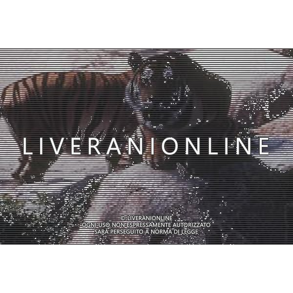 TIGRE-La tigre è un mammifero carnivoro della famiglia dei felidi. È il più grande dei cosiddetti "grandi felini" che costituiscono il genere Panthera. È un cosiddetto predatore alfa, ovvero si colloca all\'apice della catena alimentare, non avendo predatori in natura, a parte l\'uomo AG ALDO LIVERANI SAS