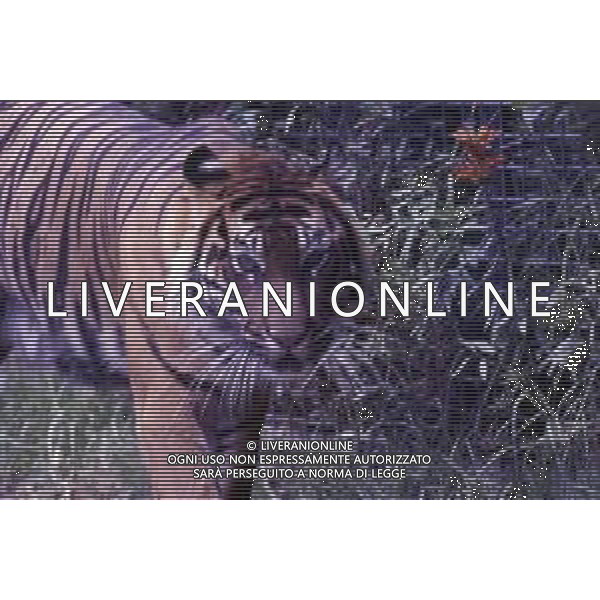 TIGRE-La tigre è un mammifero carnivoro della famiglia dei felidi. È il più grande dei cosiddetti "grandi felini" che costituiscono il genere Panthera. È un cosiddetto predatore alfa, ovvero si colloca all\'apice della catena alimentare, non avendo predatori in natura, a parte l\'uomo AG ALDO LIVERANI SAS