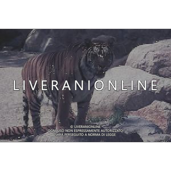 TIGRE-La tigre è un mammifero carnivoro della famiglia dei felidi. È il più grande dei cosiddetti "grandi felini" che costituiscono il genere Panthera. È un cosiddetto predatore alfa, ovvero si colloca all\'apice della catena alimentare, non avendo predatori in natura, a parte l\'uomo AG ALDO LIVERANI SAS