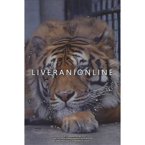 TIGRE-La tigre è un mammifero carnivoro della famiglia dei felidi. È il più grande dei cosiddetti "grandi felini" che costituiscono il genere Panthera. È un cosiddetto predatore alfa, ovvero si colloca all\'apice della catena alimentare, non avendo predatori in natura, a parte l\'uomo AG ALDO LIVERANI SAS