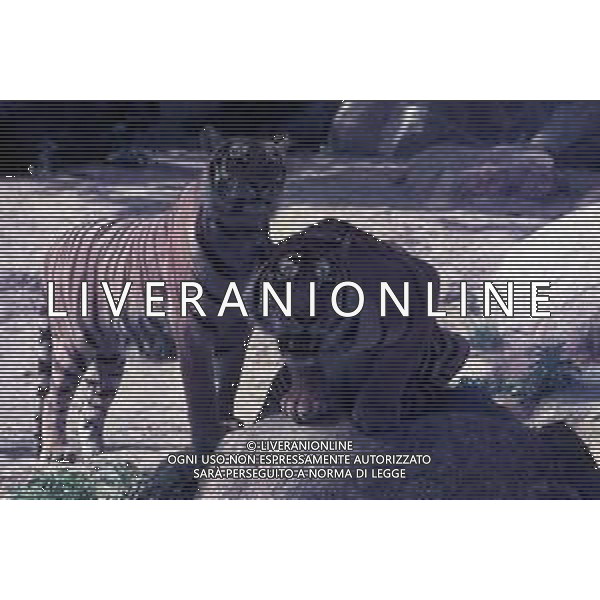 TIGRE-La tigre è un mammifero carnivoro della famiglia dei felidi. È il più grande dei cosiddetti "grandi felini" che costituiscono il genere Panthera. È un cosiddetto predatore alfa, ovvero si colloca all\'apice della catena alimentare, non avendo predatori in natura, a parte l\'uomo AG ALDO LIVERANI SAS