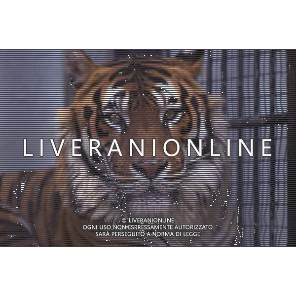 TIGRE-La tigre è un mammifero carnivoro della famiglia dei felidi. È il più grande dei cosiddetti "grandi felini" che costituiscono il genere Panthera. È un cosiddetto predatore alfa, ovvero si colloca all\'apice della catena alimentare, non avendo predatori in natura, a parte l\'uomo AG ALDO LIVERANI SAS