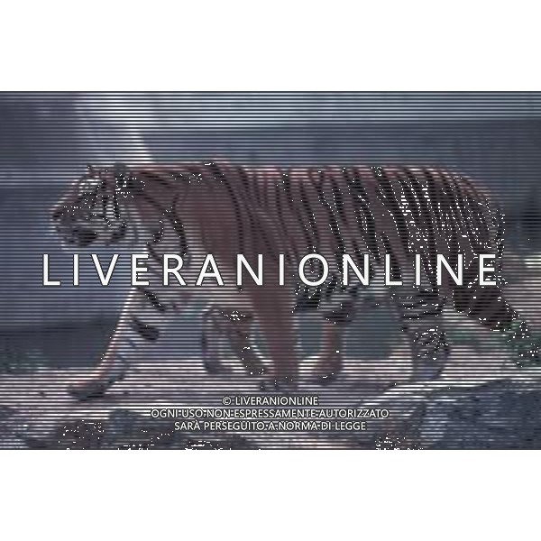 TIGRE-La tigre è un mammifero carnivoro della famiglia dei felidi. È il più grande dei cosiddetti "grandi felini" che costituiscono il genere Panthera. È un cosiddetto predatore alfa, ovvero si colloca all\'apice della catena alimentare, non avendo predatori in natura, a parte l\'uomo AG ALDO LIVERANI SAS