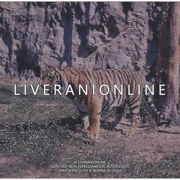 TIGRE-La tigre è un mammifero carnivoro della famiglia dei felidi. È il più grande dei cosiddetti "grandi felini" che costituiscono il genere Panthera. È un cosiddetto predatore alfa, ovvero si colloca all\'apice della catena alimentare, non avendo predatori in natura, a parte l\'uomo AG ALDO LIVERANI SAS