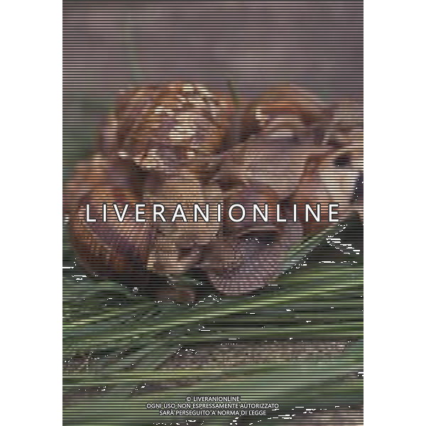 CHIOCCIOLA-LUMACA La chiocciola è un animale invertebrato appartenente al phylum dei molluschi. Striscia sul piede e utilizza la conchiglia come difesa da condizioni climatiche sfavorevoli e da pericoli esterni. Non si tratta di una vera e propria superfamiglia di gastropodi, ma semplicemente del nome dato comunemente a questo tipo di invertebrato. Di seguito perciò, sono elencate alcune delle specie conosciute sotto questo epiteto. AG ALDO LIVERANI SAS
