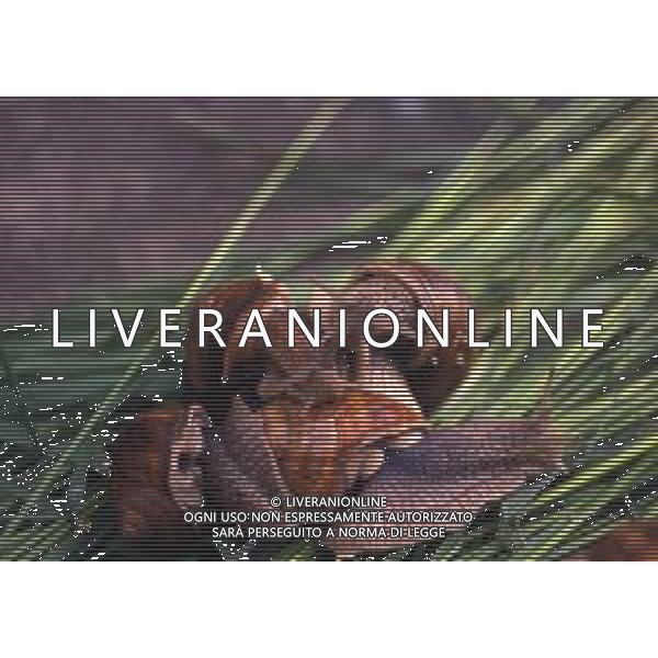 CHIOCCIOLA-LUMACA La chiocciola è un animale invertebrato appartenente al phylum dei molluschi. Striscia sul piede e utilizza la conchiglia come difesa da condizioni climatiche sfavorevoli e da pericoli esterni. Non si tratta di una vera e propria superfamiglia di gastropodi, ma semplicemente del nome dato comunemente a questo tipo di invertebrato. Di seguito perciò, sono elencate alcune delle specie conosciute sotto questo epiteto. AG ALDO LIVERANI SAS