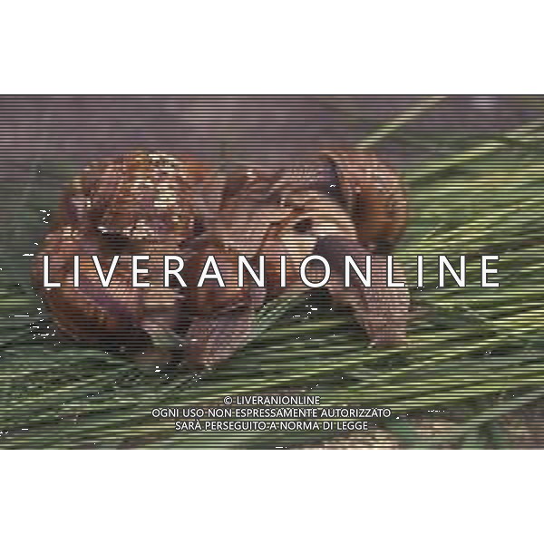 CHIOCCIOLA-LUMACA La chiocciola è un animale invertebrato appartenente al phylum dei molluschi. Striscia sul piede e utilizza la conchiglia come difesa da condizioni climatiche sfavorevoli e da pericoli esterni. Non si tratta di una vera e propria superfamiglia di gastropodi, ma semplicemente del nome dato comunemente a questo tipo di invertebrato. Di seguito perciò, sono elencate alcune delle specie conosciute sotto questo epiteto. AG ALDO LIVERANI SAS