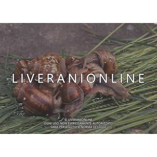 CHIOCCIOLA-LUMACA La chiocciola è un animale invertebrato appartenente al phylum dei molluschi. Striscia sul piede e utilizza la conchiglia come difesa da condizioni climatiche sfavorevoli e da pericoli esterni. Non si tratta di una vera e propria superfamiglia di gastropodi, ma semplicemente del nome dato comunemente a questo tipo di invertebrato. Di seguito perciò, sono elencate alcune delle specie conosciute sotto questo epiteto. AG ALDO LIVERANI SAS