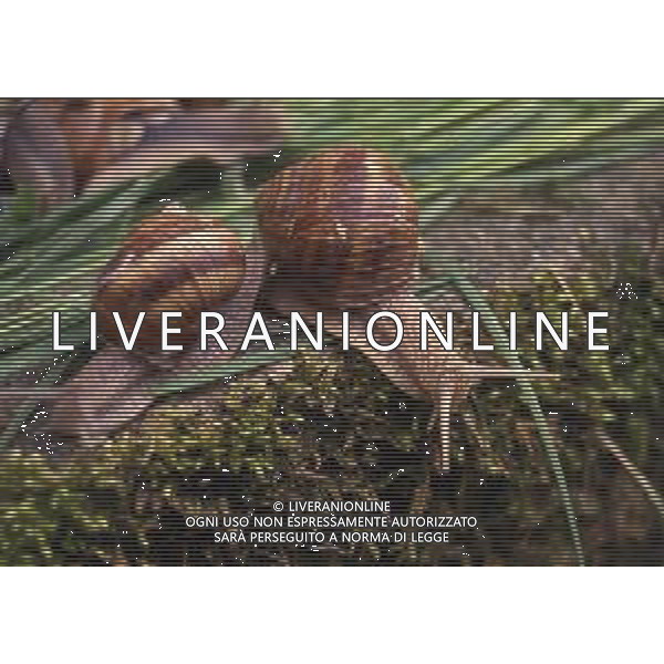 CHIOCCIOLA-LUMACA La chiocciola è un animale invertebrato appartenente al phylum dei molluschi. Striscia sul piede e utilizza la conchiglia come difesa da condizioni climatiche sfavorevoli e da pericoli esterni. Non si tratta di una vera e propria superfamiglia di gastropodi, ma semplicemente del nome dato comunemente a questo tipo di invertebrato. Di seguito perciò, sono elencate alcune delle specie conosciute sotto questo epiteto. AG ALDO LIVERANI SAS