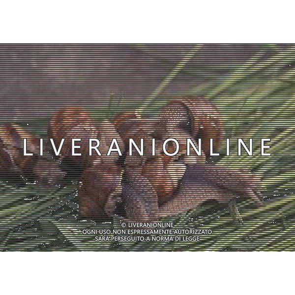 CHIOCCIOLA-LUMACA La chiocciola è un animale invertebrato appartenente al phylum dei molluschi. Striscia sul piede e utilizza la conchiglia come difesa da condizioni climatiche sfavorevoli e da pericoli esterni. Non si tratta di una vera e propria superfamiglia di gastropodi, ma semplicemente del nome dato comunemente a questo tipo di invertebrato. Di seguito perciò, sono elencate alcune delle specie conosciute sotto questo epiteto. AG ALDO LIVERANI SAS
