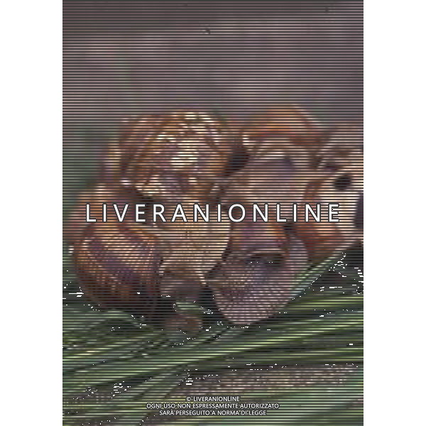 CHIOCCIOLA-LUMACA La chiocciola è un animale invertebrato appartenente al phylum dei molluschi. Striscia sul piede e utilizza la conchiglia come difesa da condizioni climatiche sfavorevoli e da pericoli esterni. Non si tratta di una vera e propria superfamiglia di gastropodi, ma semplicemente del nome dato comunemente a questo tipo di invertebrato. Di seguito perciò, sono elencate alcune delle specie conosciute sotto questo epiteto. AG ALDO LIVERANI SAS