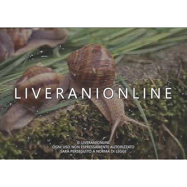 CHIOCCIOLA-LUMACA La chiocciola è un animale invertebrato appartenente al phylum dei molluschi. Striscia sul piede e utilizza la conchiglia come difesa da condizioni climatiche sfavorevoli e da pericoli esterni. Non si tratta di una vera e propria superfamiglia di gastropodi, ma semplicemente del nome dato comunemente a questo tipo di invertebrato. Di seguito perciò, sono elencate alcune delle specie conosciute sotto questo epiteto. AG ALDO LIVERANI SAS