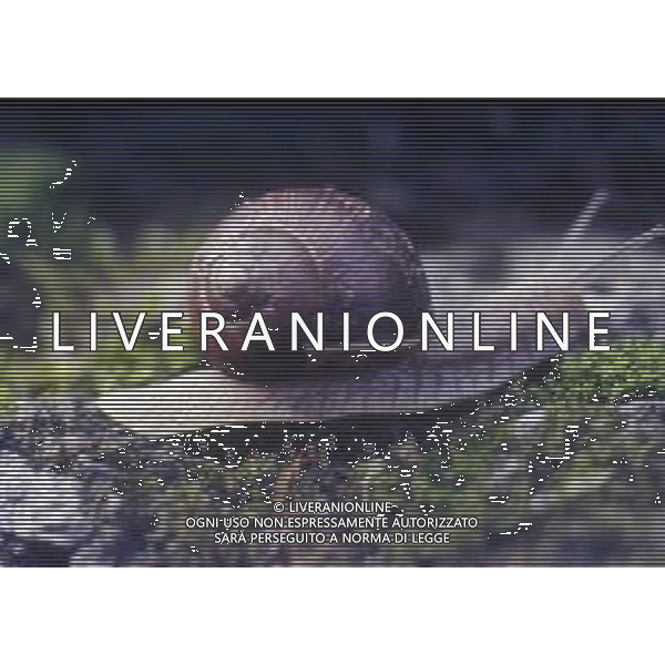 CHIOCCIOLA-LUMACA La chiocciola è un animale invertebrato appartenente al phylum dei molluschi. Striscia sul piede e utilizza la conchiglia come difesa da condizioni climatiche sfavorevoli e da pericoli esterni. Non si tratta di una vera e propria superfamiglia di gastropodi, ma semplicemente del nome dato comunemente a questo tipo di invertebrato. Di seguito perciò, sono elencate alcune delle specie conosciute sotto questo epiteto. AG ALDO LIVERANI SAS