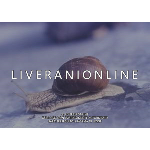 CHIOCCIOLA-LUMACA La chiocciola è un animale invertebrato appartenente al phylum dei molluschi. Striscia sul piede e utilizza la conchiglia come difesa da condizioni climatiche sfavorevoli e da pericoli esterni. Non si tratta di una vera e propria superfamiglia di gastropodi, ma semplicemente del nome dato comunemente a questo tipo di invertebrato. Di seguito perciò, sono elencate alcune delle specie conosciute sotto questo epiteto. AG ALDO LIVERANI SAS