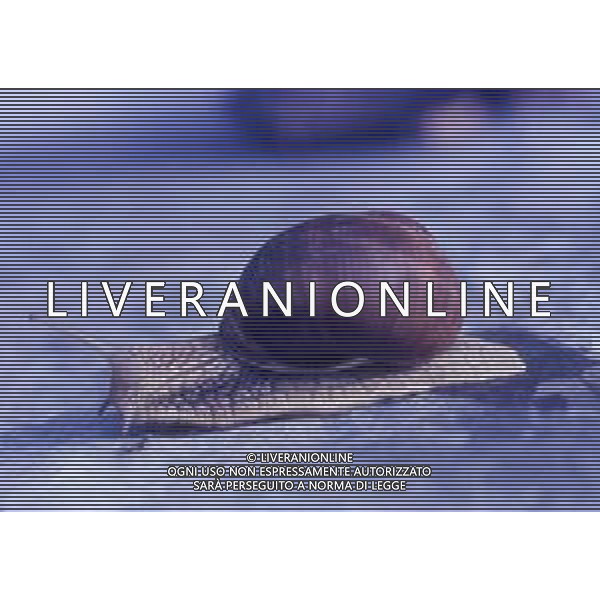 CHIOCCIOLA-LUMACA La chiocciola è un animale invertebrato appartenente al phylum dei molluschi. Striscia sul piede e utilizza la conchiglia come difesa da condizioni climatiche sfavorevoli e da pericoli esterni. Non si tratta di una vera e propria superfamiglia di gastropodi, ma semplicemente del nome dato comunemente a questo tipo di invertebrato. Di seguito perciò, sono elencate alcune delle specie conosciute sotto questo epiteto. AG ALDO LIVERANI SAS