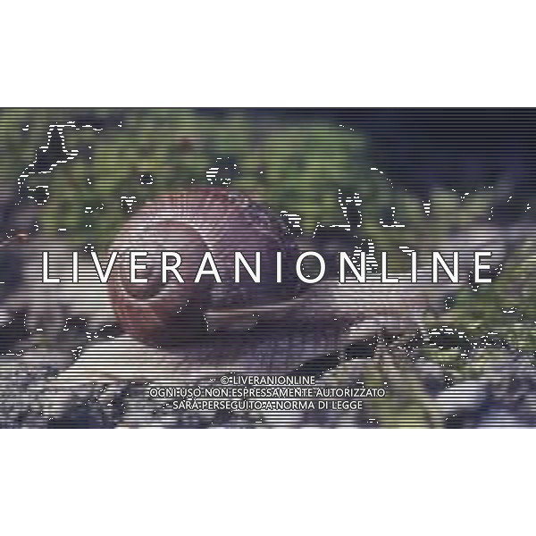 CHIOCCIOLA-LUMACA La chiocciola è un animale invertebrato appartenente al phylum dei molluschi. Striscia sul piede e utilizza la conchiglia come difesa da condizioni climatiche sfavorevoli e da pericoli esterni. Non si tratta di una vera e propria superfamiglia di gastropodi, ma semplicemente del nome dato comunemente a questo tipo di invertebrato. Di seguito perciò, sono elencate alcune delle specie conosciute sotto questo epiteto. AG ALDO LIVERANI SAS