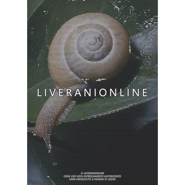 CHIOCCIOLA-LUMACA La chiocciola è un animale invertebrato appartenente al phylum dei molluschi. Striscia sul piede e utilizza la conchiglia come difesa da condizioni climatiche sfavorevoli e da pericoli esterni. Non si tratta di una vera e propria superfamiglia di gastropodi, ma semplicemente del nome dato comunemente a questo tipo di invertebrato. Di seguito perciò, sono elencate alcune delle specie conosciute sotto questo epiteto. AG ALDO LIVERANI SAS