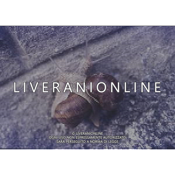 CHIOCCIOLA-LUMACA La chiocciola è un animale invertebrato appartenente al phylum dei molluschi. Striscia sul piede e utilizza la conchiglia come difesa da condizioni climatiche sfavorevoli e da pericoli esterni. Non si tratta di una vera e propria superfamiglia di gastropodi, ma semplicemente del nome dato comunemente a questo tipo di invertebrato. Di seguito perciò, sono elencate alcune delle specie conosciute sotto questo epiteto. AG ALDO LIVERANI SAS
