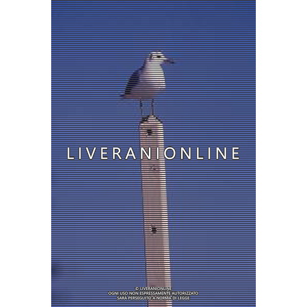 GABBIANO - Gabbiani Uccelli Marini. © ARCHIVIO / AGENZIA ALDO LIVERANI SAS
