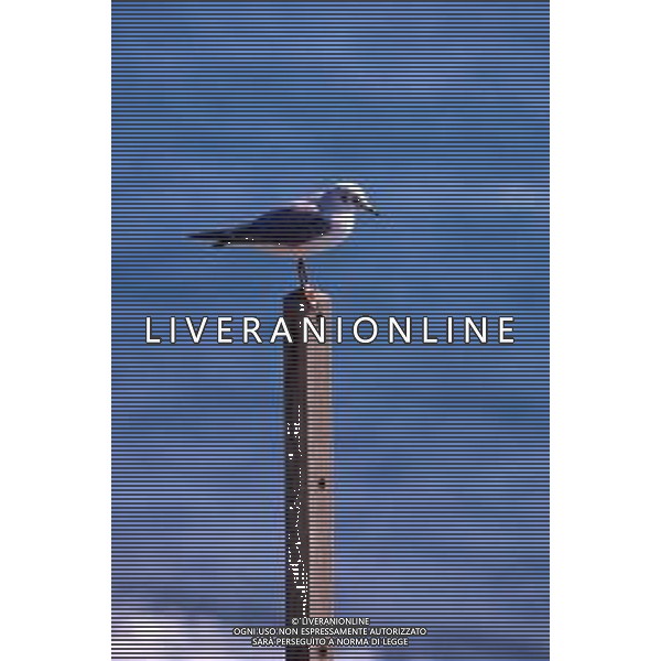 GABBIANO - Gabbiani Uccelli Marini. © ARCHIVIO / AGENZIA ALDO LIVERANI SAS