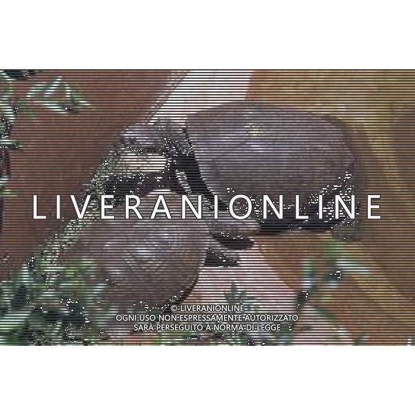 TARTARUGA - Tartarughe di terra (testuggini) ©ARCHIVIO / AGENZIA ALDO LIVERANI SAS