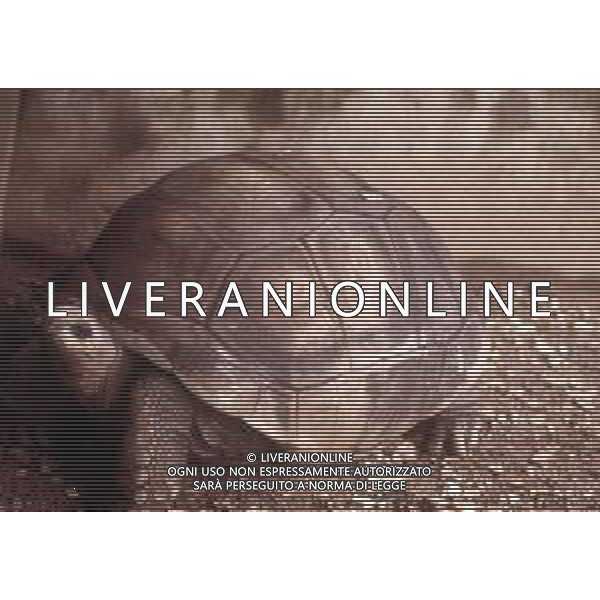 TARTARUGA - Tartarughe di terra (testuggini) ©ARCHIVIO / AGENZIA ALDO LIVERANI SAS