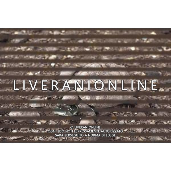 TARTARUGA - Tartarughe di terra (testuggini) ©ARCHIVIO / AGENZIA ALDO LIVERANI SAS