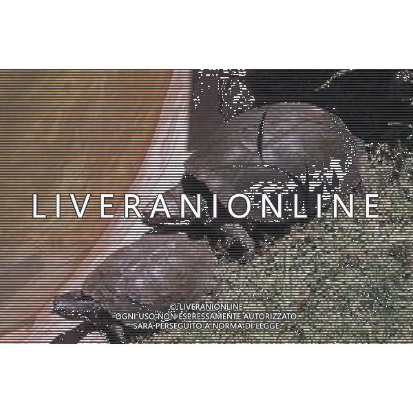 TARTARUGA - Tartarughe di terra (testuggini) ©ARCHIVIO / AGENZIA ALDO LIVERANI SAS