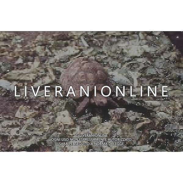 TARTARUGA - Tartarughe di terra (testuggini) ©ARCHIVIO / AGENZIA ALDO LIVERANI SAS