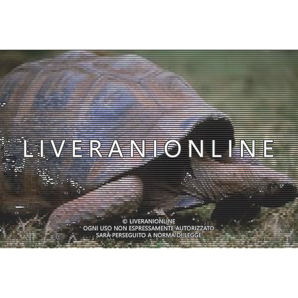 TARTARUGA - Tartarughe di terra (testuggini) ©ARCHIVIO / AGENZIA ALDO LIVERANI SAS