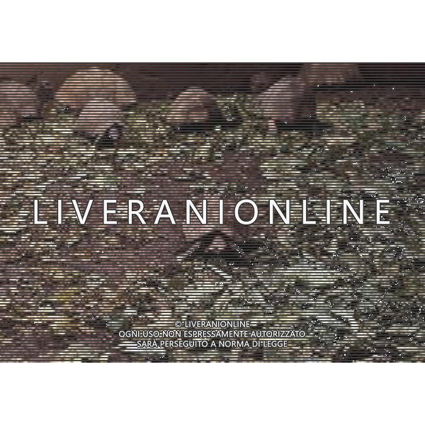 TARTARUGA - Tartarughe di terra (testuggini) ©ARCHIVIO / AGENZIA ALDO LIVERANI SAS