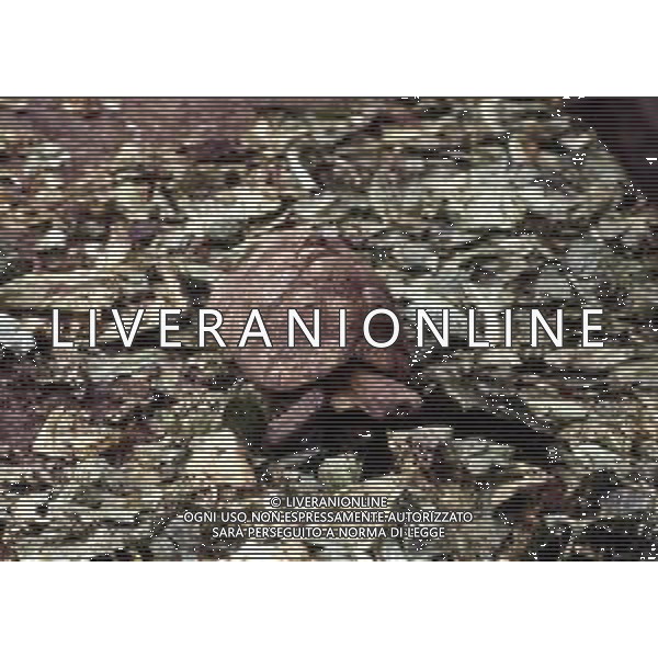 TARTARUGA - Tartarughe di terra (testuggini) ©ARCHIVIO / AGENZIA ALDO LIVERANI SAS