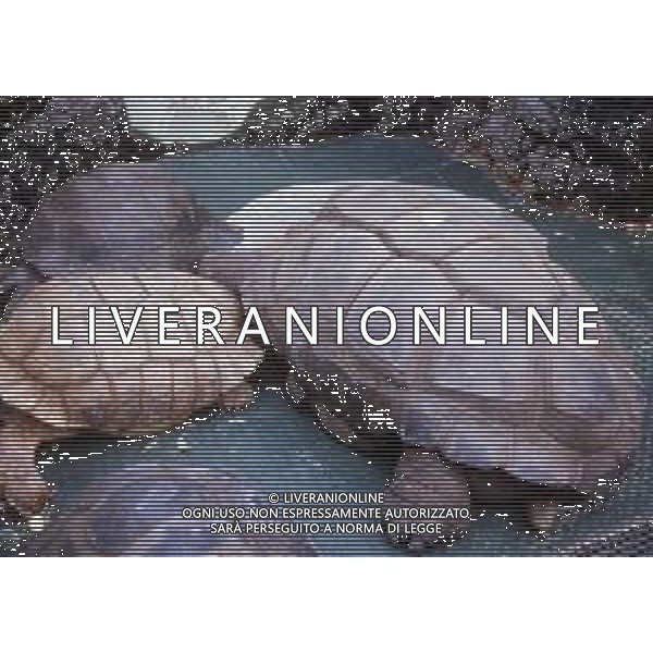 TARTARUGA - Tartarughe di terra (testuggini) ©ARCHIVIO / AGENZIA ALDO LIVERANI SAS