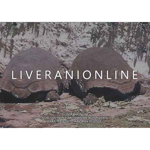 TARTARUGA - Tartarughe di terra (testuggini) ©ARCHIVIO / AGENZIA ALDO LIVERANI SAS