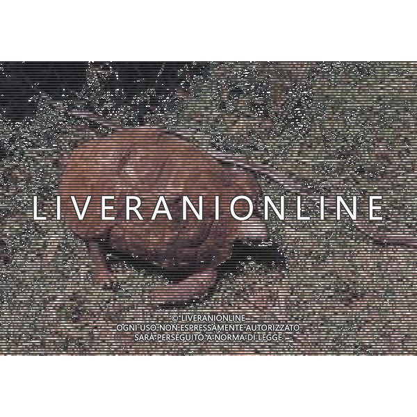 TARTARUGA - Tartarughe di terra (testuggini) ©ARCHIVIO / AGENZIA ALDO LIVERANI SAS