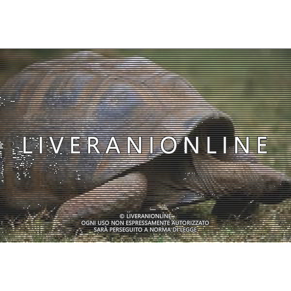 TARTARUGA - Tartarughe di terra (testuggini) ©ARCHIVIO / AGENZIA ALDO LIVERANI SAS