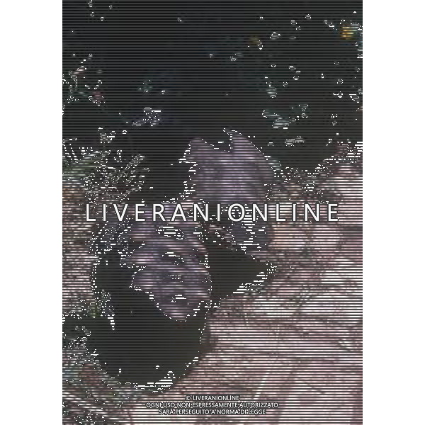 TARTARUGA - Tartarughe di terra (testuggini) ©ARCHIVIO / AGENZIA ALDO LIVERANI SAS