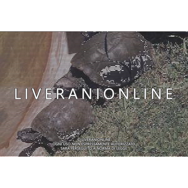 TARTARUGA - Tartarughe di terra (testuggini) ©ARCHIVIO / AGENZIA ALDO LIVERANI SAS