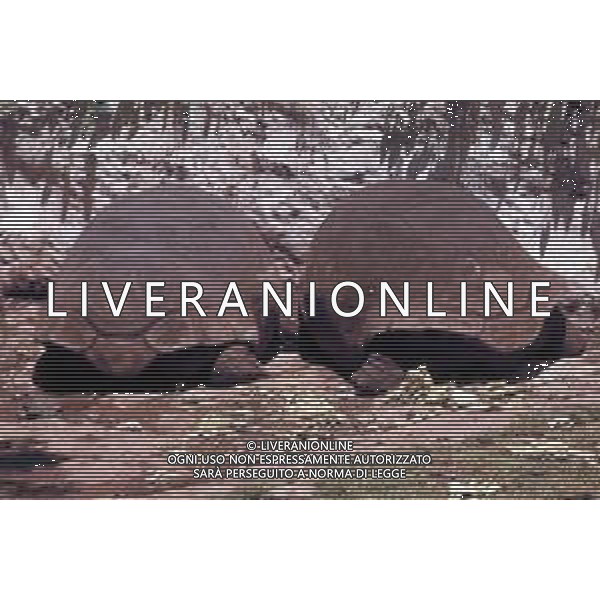 TARTARUGA - Tartarughe di terra (testuggini) ©ARCHIVIO / AGENZIA ALDO LIVERANI SAS