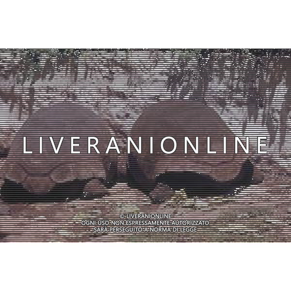 TARTARUGA - Tartarughe di terra (testuggini) ©ARCHIVIO / AGENZIA ALDO LIVERANI SAS