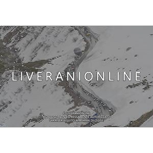 24-05-2019 Giro D\'italia; Tappa 13 Pinerolo - Ceresole Reale; Ceresole Reale; ©SIROTTI / AGENZIA ALDO LIVERANI SAS