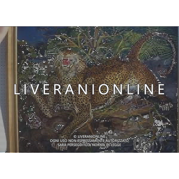 Antonio Ligabue (Zurigo, 18 dicembre 1899 – Gualtieri, 27 maggio 1965) è stato un pittore italiano la cui arte è generalmente classificata come espressionista nella foto dipinto di antonio ligabue leopardo e scimmie ag aldo liverani sas