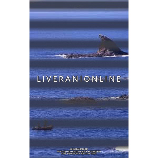 Punta Ala è una frazione del comune italiano di Castiglione della Pescaia, nella provincia di Grosseto, in Toscana ag aldo liverani sas