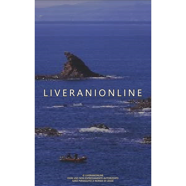 Punta Ala è una frazione del comune italiano di Castiglione della Pescaia, nella provincia di Grosseto, in Toscana ag aldo liverani sas