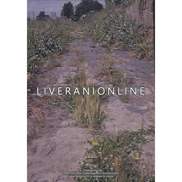 FERENTO-I resti della città di Ferento si trovano a soli 6 chilometri da Viterbo (del cui comune fanno parte), sulla strada Teverina verso la valle del Tevere. AG ALDO LIVERANI SAS