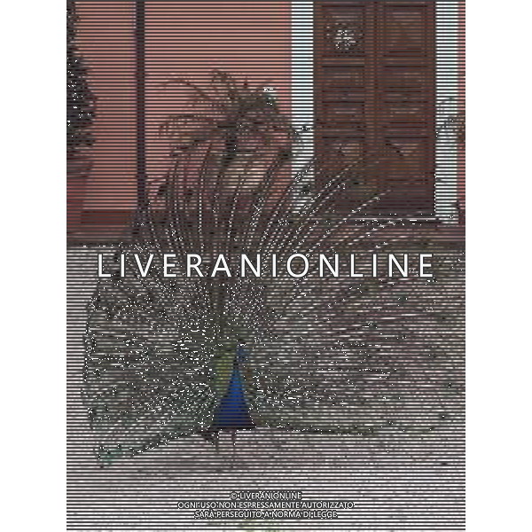 Il pavone comune o pavone blu, anche noto come pavone indiano, è un uccello appartenente alla famiglia dei Fasianidi. Originario delle foreste dell\'India, era già noto all\'antica Grecia. AG ALDO LIVERANI SAS